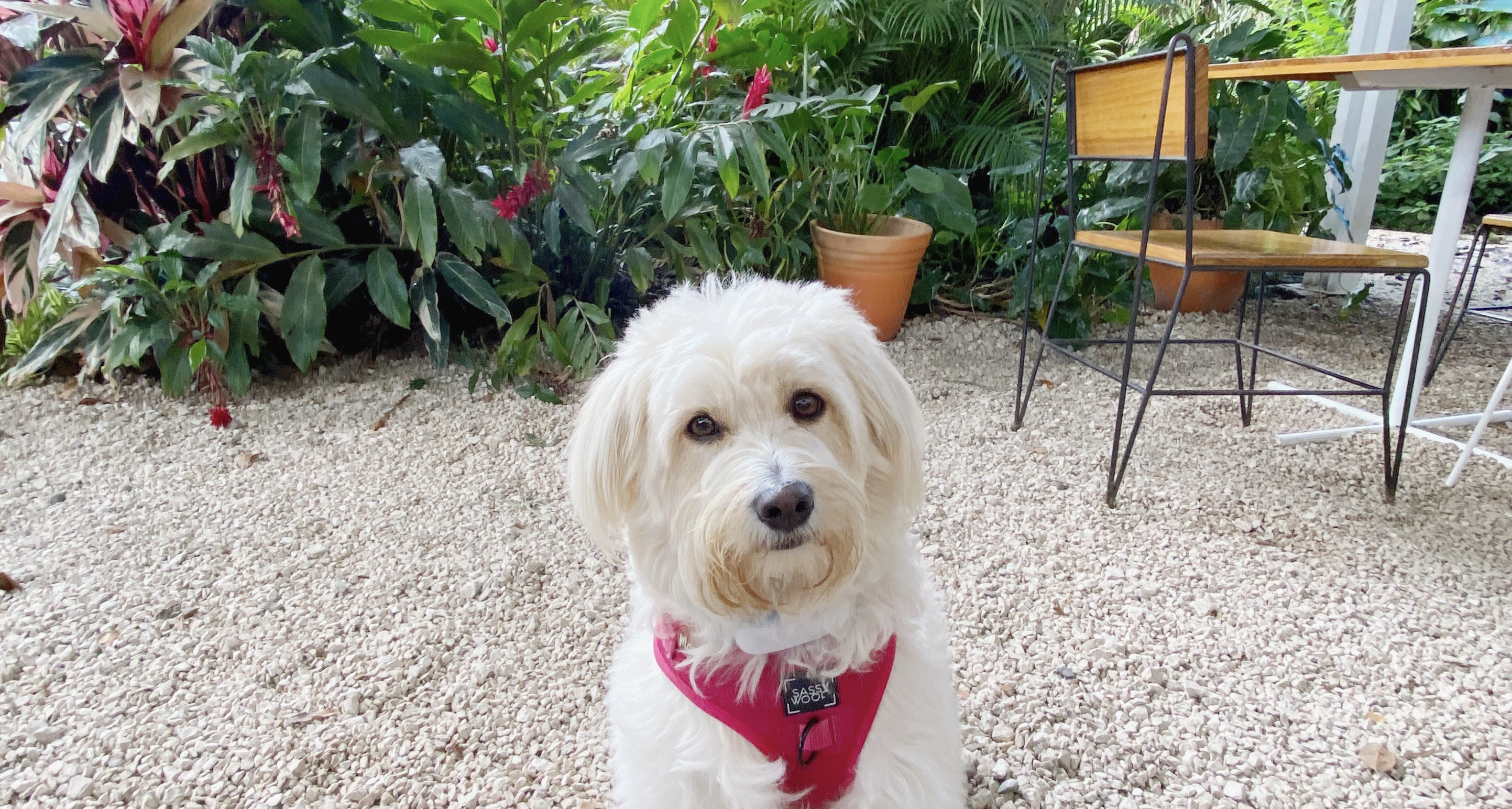 fluffy white dog sitting on a terrace